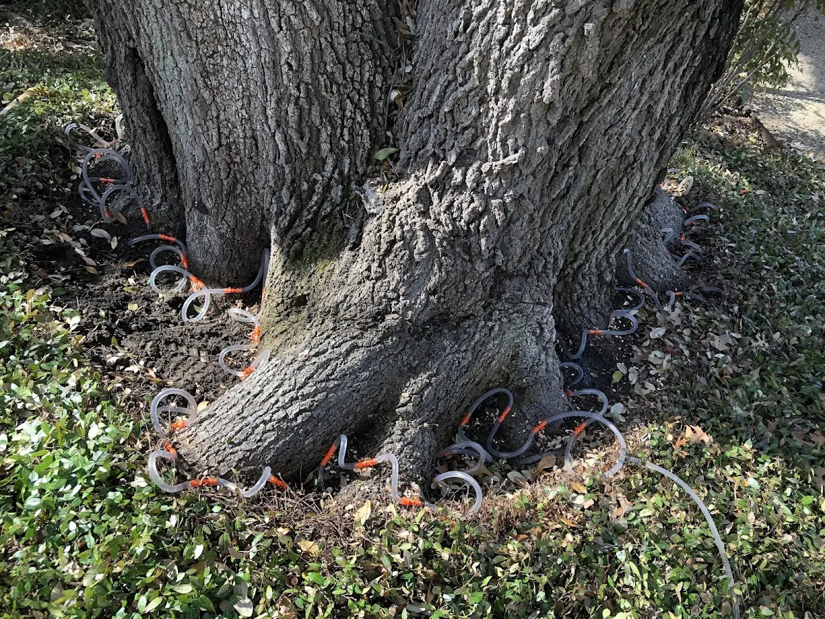 Detailed Tree Cabling and Bracing job site in Nellis